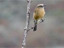 Brown-backed Chat-Tyrant